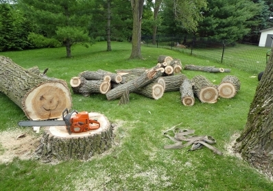 Dead or Diseased? Understanding When Tree Removal is the Best Choice blog image